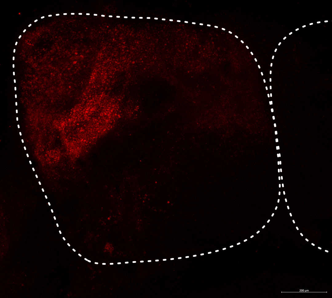 Viral-mediated transgenesis occured in cells that are red. Cells are expressing a non-native red protein due to viral-mediated transgenesis which comprise ~1/3 of the left hemisphere. The lobes of the telencephelon are outlined.