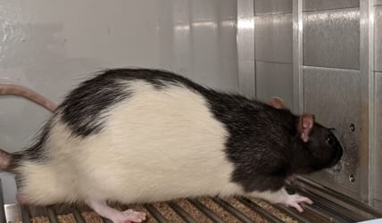 A rat in a behavior box with his nose in the detection port to start a hearing trial. A rat in a behavior box with his nose in the detection port to start a hearing trial.