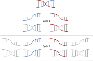 A short stretch of DNA that goes through 2 cycles of amplification ending up with 4 copies.