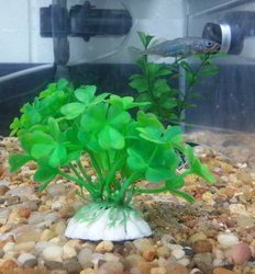 A nest made of algae in the corner of a tank with a dark colored fish nearby.