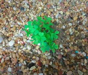 The gravel covered bottom of a fish tank with all the smallest pebbles heaped to form an improvised nest.