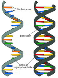 A single-stranded unpaired nucleic acid chain on the left and a double-stranded helix on the right.