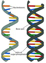 Single-stranded vs. double-stranded nucleic acid chains. Copyright wikimedia. A single-stranded unpaired nucleic acid chain on the left and a double-stranded helix on the right.