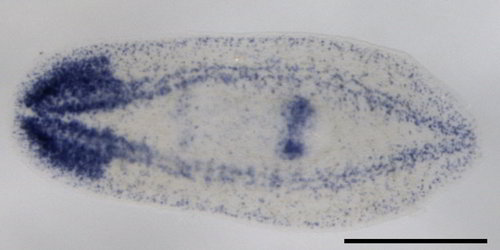 Staining of the brain and nerves in an asexual planarian. The normally brown worm is now clear to allow you to see the labeled locations.