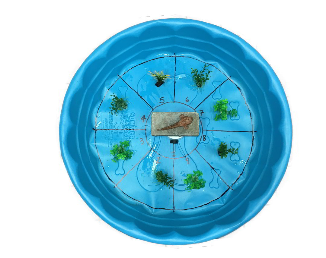A blue kiddie pool that has been divided into 8 slices with black permanent marker. There is a plant in each section and the release area is in the center.