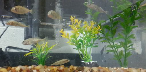 Six fish housed together in a group tank with several plastic plants.